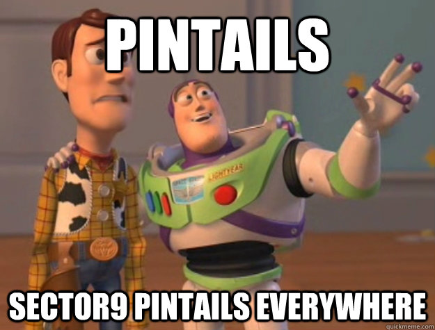 pintails sector9 pintails everywhere - Buzz Lightyear
