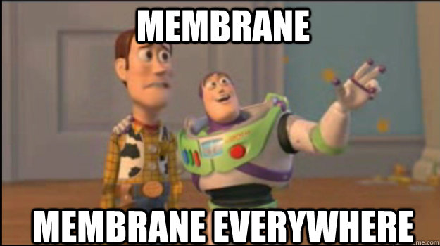 membrane membrane everywhere - Buzz