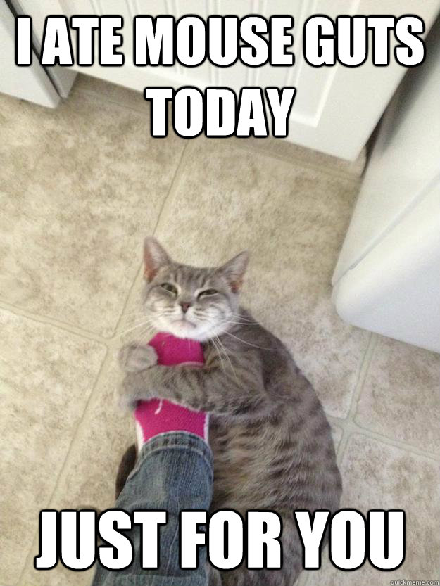 i ate mouse guts today just for you - Overly Attached Cat