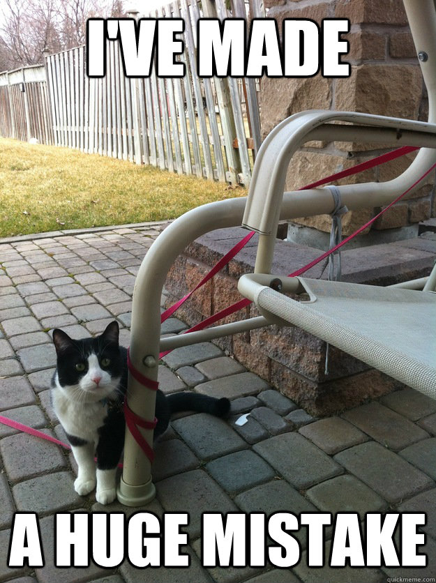ive made a huge mistake - Stuck Cat