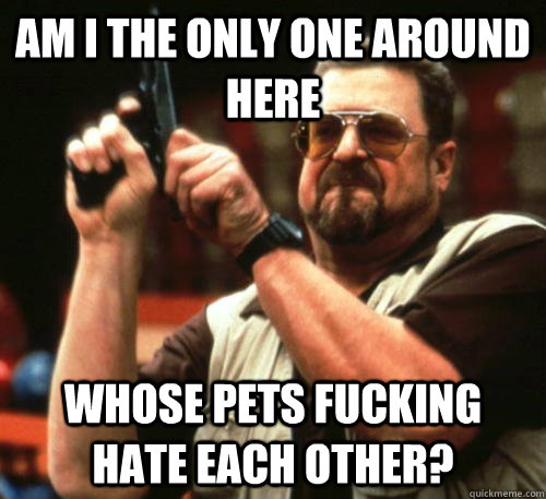 am i the only one around here whose pets fucking hate each o - Am I The Only One Around Here