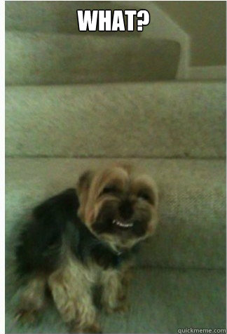 what - 10 Dog