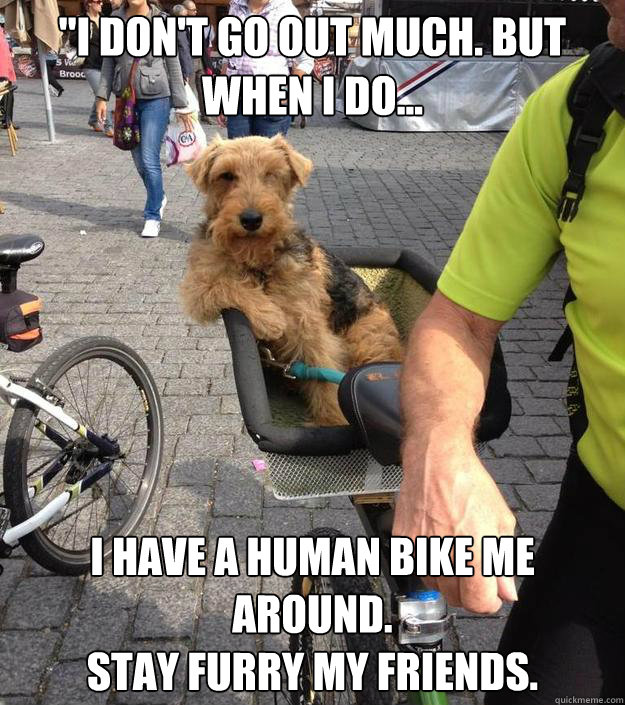 i dont go out much but when i do i have a human bike m - The Most Interesting Dog in the World