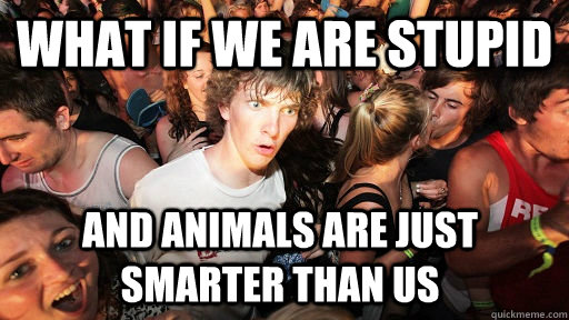 what if we are stupid and animals are just smarter than us - Sudden Clarity Clarence