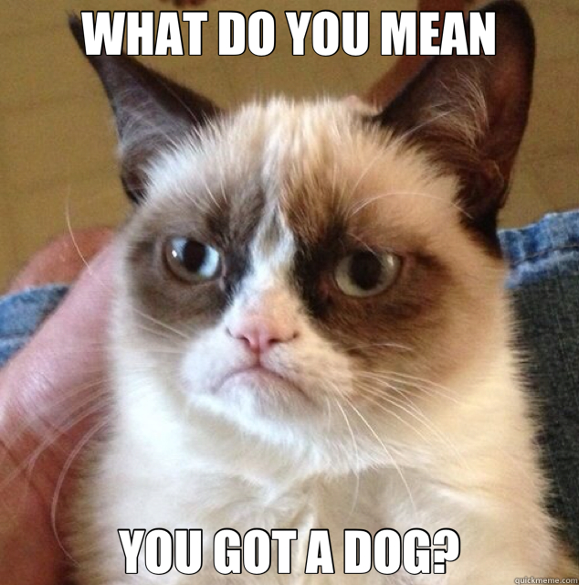 WHAT DO YOU MEAN YOU GOT A DOG? - Grumpy Cat