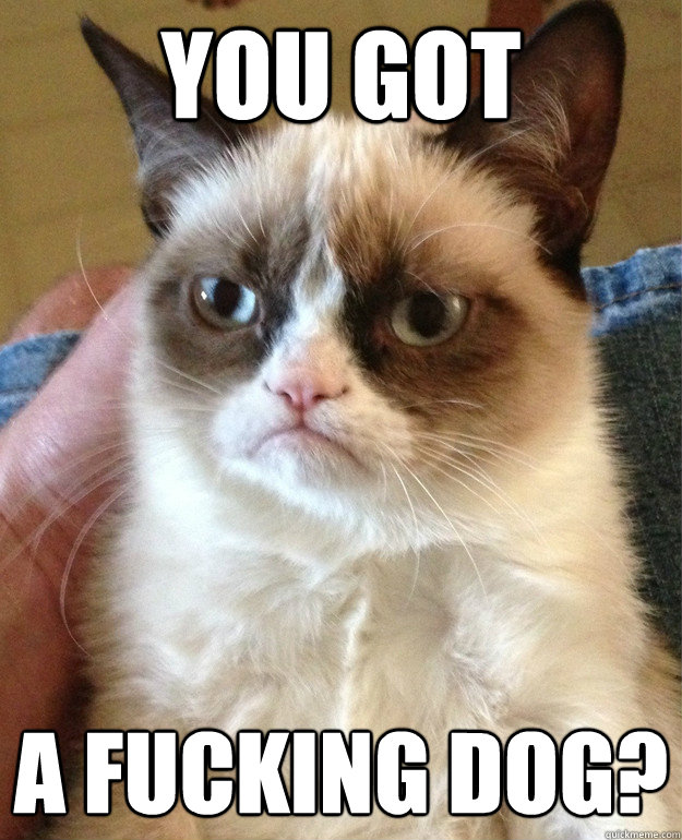 you got a fucking dog - cat had fun once
