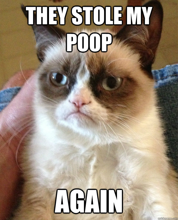 they stole my poop again - cat had fun once