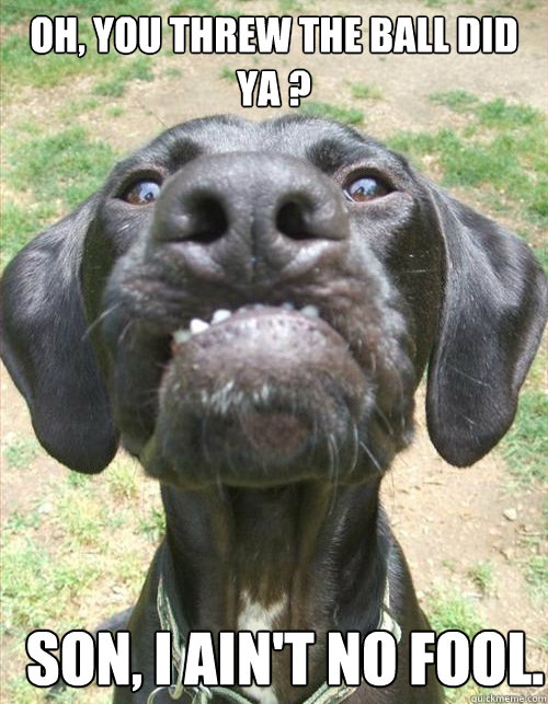 oh you threw the ball did ya son i aint no fool - Grumpy ol dog