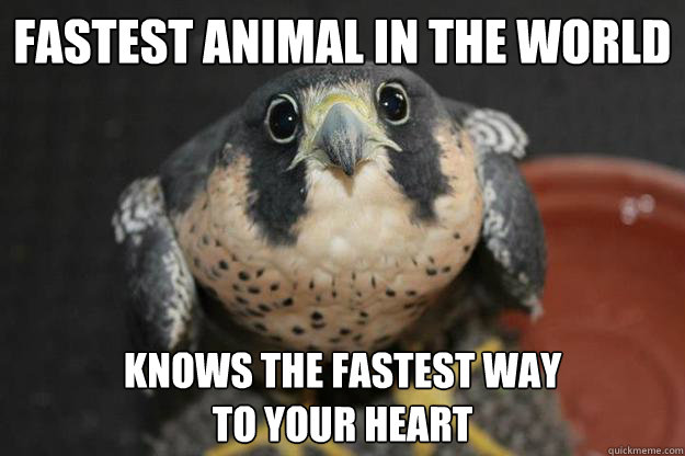 fastest animal in the world knows the fastest way to your h - Puppydog Peregrine Falcon
