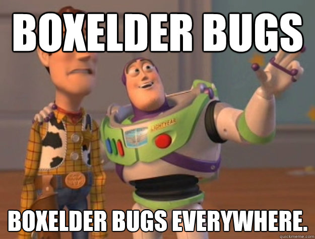boxelder bugs boxelder bugs everywhere - Buzz Lightyear