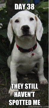 day 38 they still havent spotted me - Dalmatian Puppy