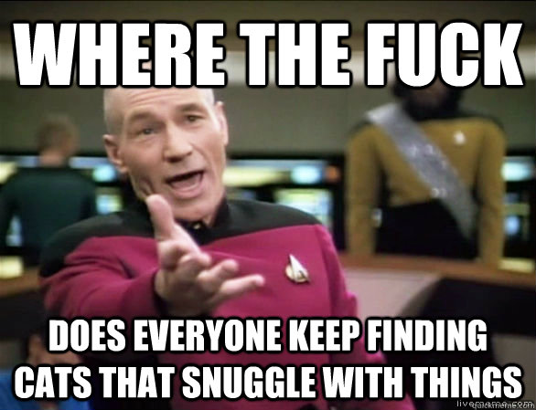 where the fuck does everyone keep finding cats that snuggle - Annoyed Picard HD