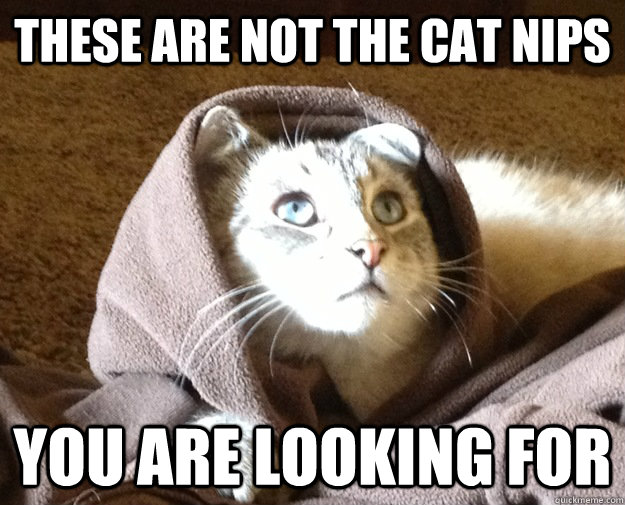 these are not the cat nips you are looking for - Kitty Jesus