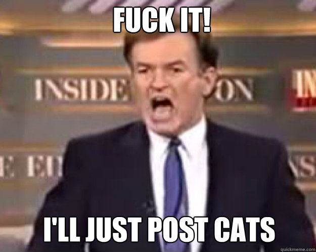 fuck it ill just post cats - fuck it bill