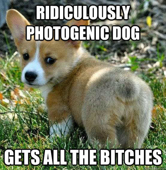 ridiculously photogenic dog gets all the bitches - Ridiculously Photogenic Dog