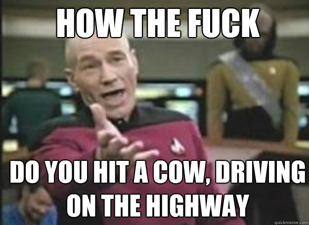 how the fuck do you hit a cow driving on the highway - how the fuck