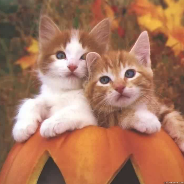 - my friend's cats on a pumpkin together