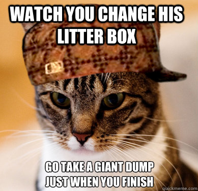 watch you change his litter box go take a giant dump just wh - Scumbag Cat