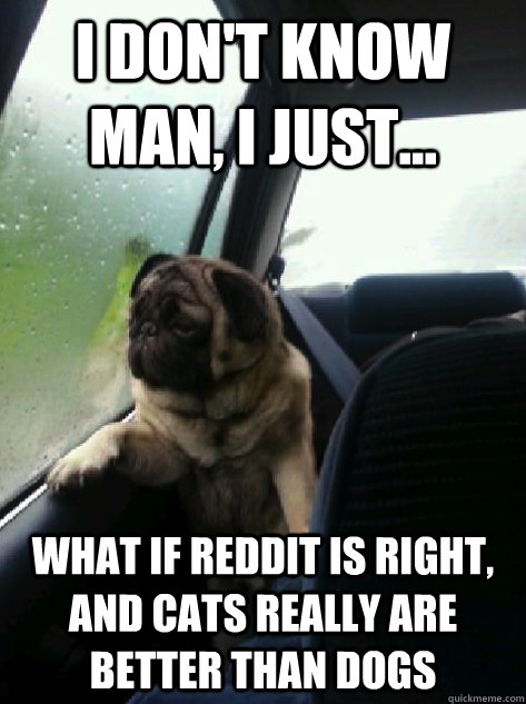 i dont know man i just what if reddit is right and cat - Introspective Pug