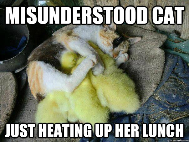 misunderstood cat just heating up her lunch -