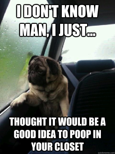 i dont know man i just thought it would be a good idea - Introspective Pug