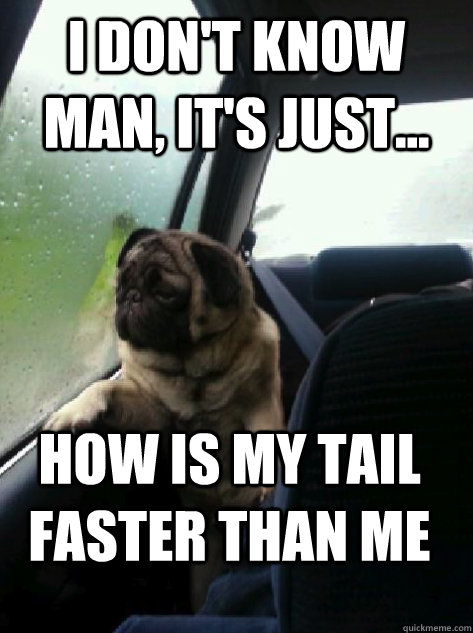 i dont know man its just how is my tail faster than me - Introspective Pug