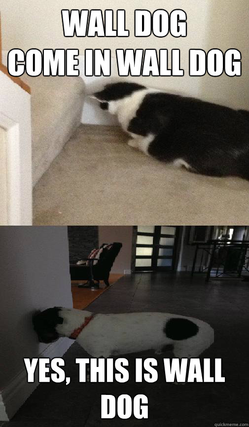 wall dog come in wall dog yes this is wall dog -