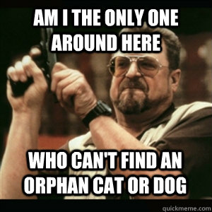am i the only one around here who cant find an orphan cat o - AM I THE ONLY ONE AROUND HERE