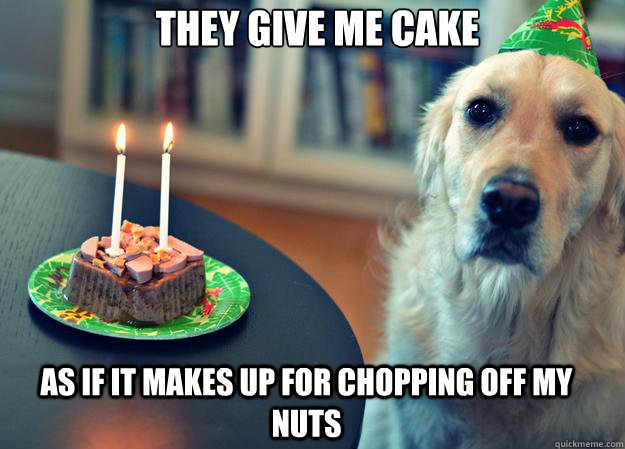 they give me cake as if it makes up for chopping off my nuts - Sad Birthday Dog