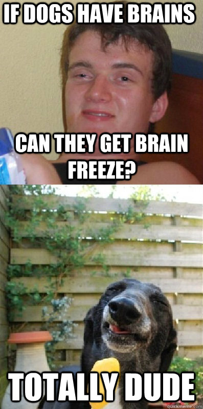 if dogs have brains can they get brain freeze totally dude - 10 guy and 10 dog