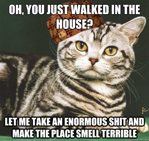 oh you just walked in the house let me take an enormous sh - Scumbag cat