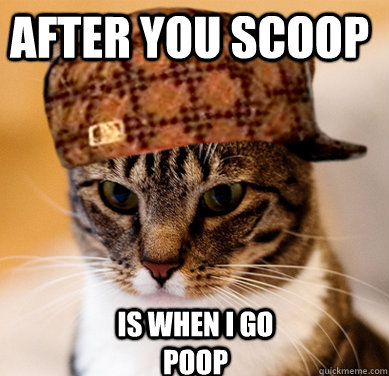 after you scoop is when i go poop - Scumbag Cat
