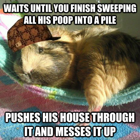 waits until you finish sweeping all his poop into a pile pus - Scumbag Guinea Pig