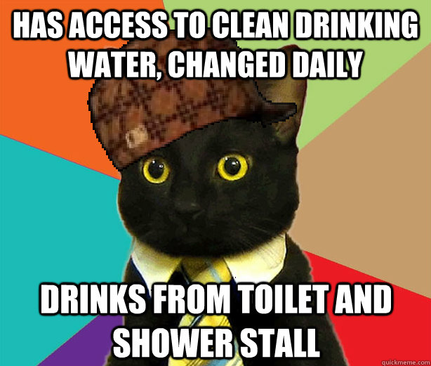 has access to clean drinking water changed daily drinks fro - Scumbag Cat