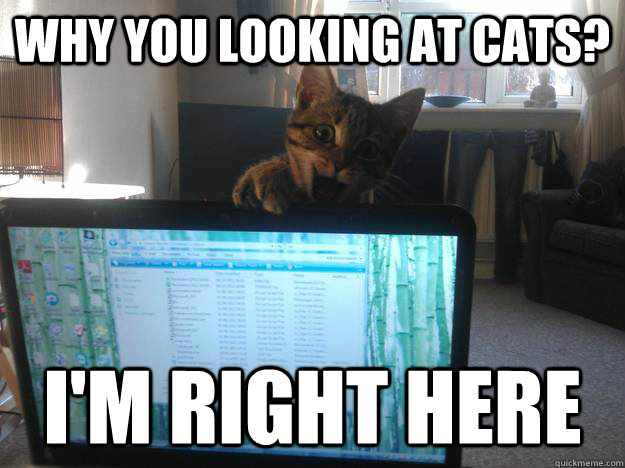 why you looking at cats im right here - Overly Attached Cat