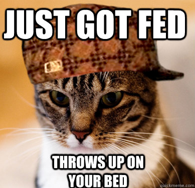 just got fed throws up on your bed - Scumbag Cat