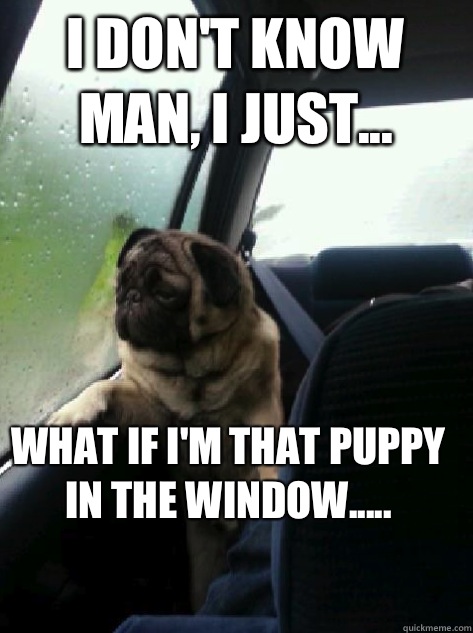 I dont know man I just what if Im that puppy in the window - Introspective Pug