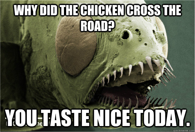 why did the chicken cross the road you taste nice today -