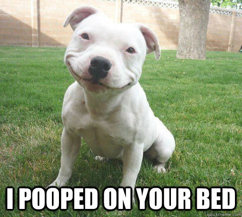 i pooped on your bed -