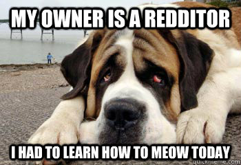 my owner is a redditor i had to learn how to meow today - Sad dog