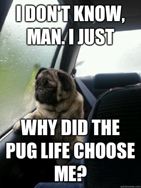 i dont know man i just why did the pug life choose me - Introspective Pug