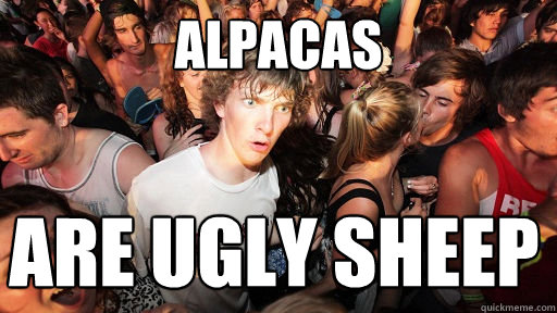 alpacas are ugly sheep - Sudden Clarity Clarence