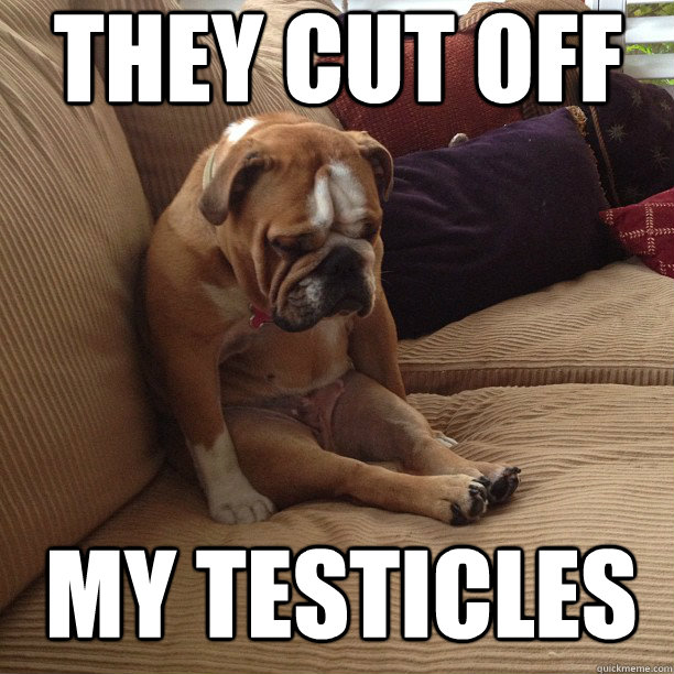 they cut off my testicles - Mournful Mutt
