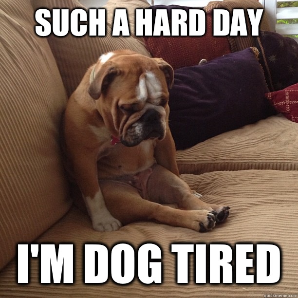 Such a hard day Im dog tired - depressed dog