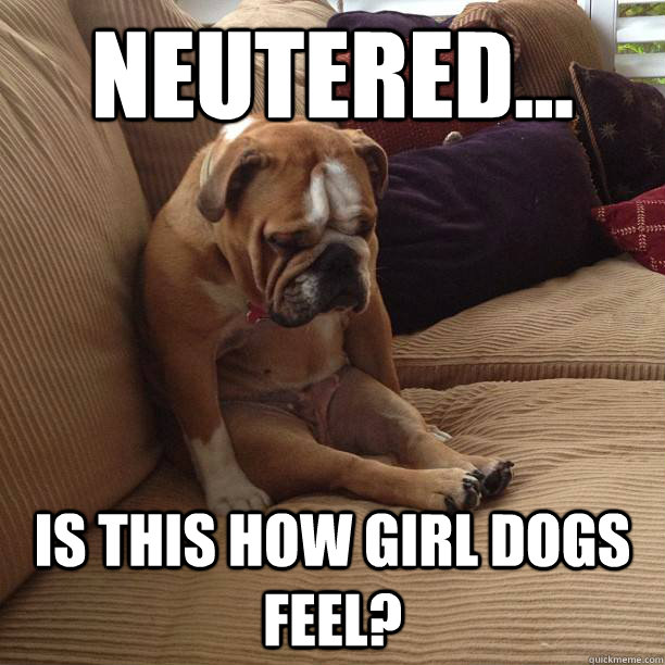 neutered is this how girl dogs feel - depressed dog