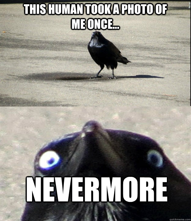 this human took a photo of me once nevermore -