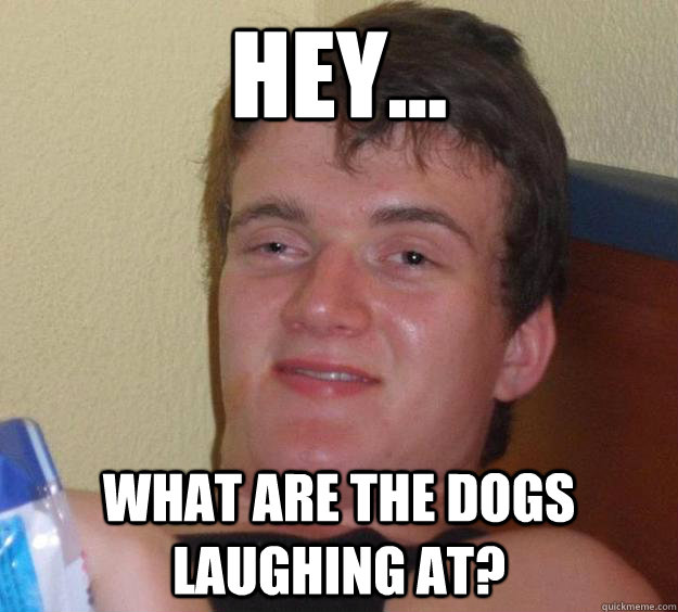 hey what are the dogs laughing at - 10 Guy