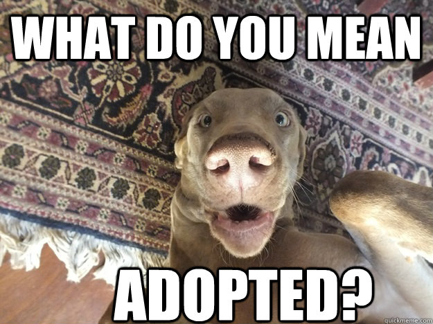 what do you mean adopted - SURPRISED DOG