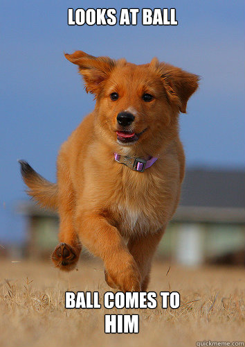looks at ball ball comes to him - Ridiculously Photogenic Puppy