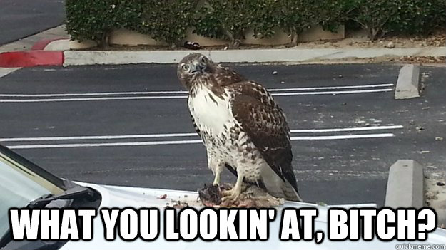what you lookin at bitch -